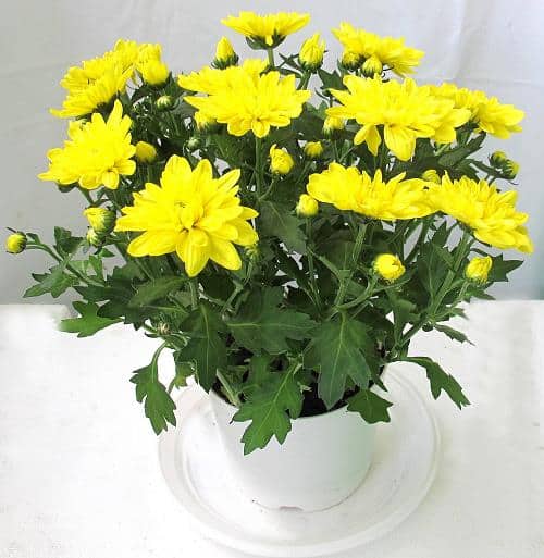 5. Hoa cúc chúc gia chủ trường thọ, phát tài