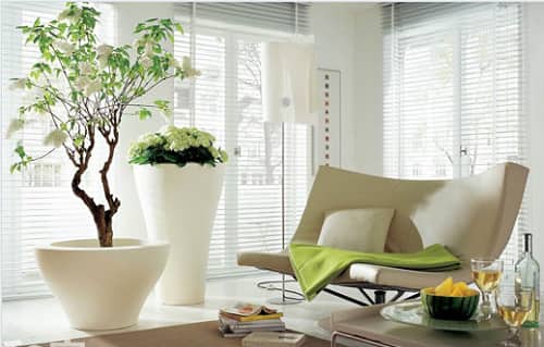 7 nguyên tắc phong thủy tối cần thiết khi đặt cây hoa trong nhà