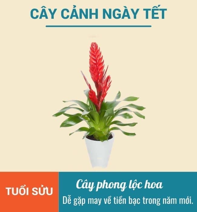 Cay canh ngay Tet cho tuoi Suu