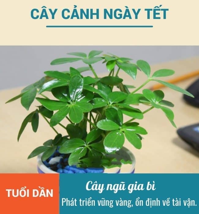 Cay canh ngay tet cho nguoi tuoi Dan