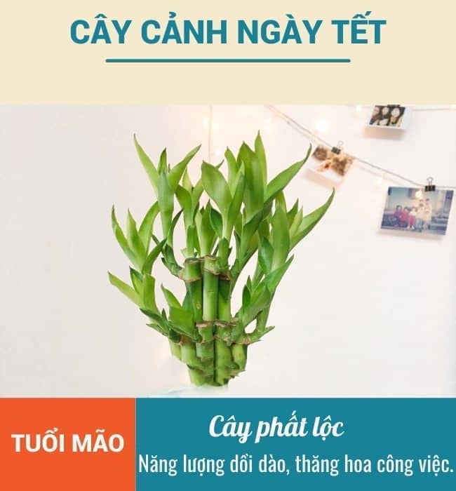 Cay canh ngay Tet cho tuoi Mao