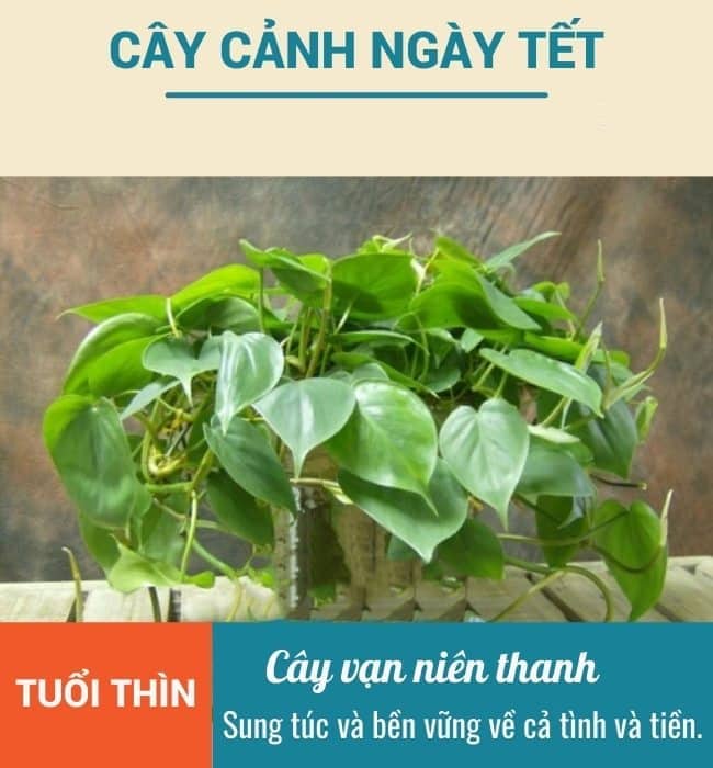 Cay canh ngay Tet cho tuoi Thin