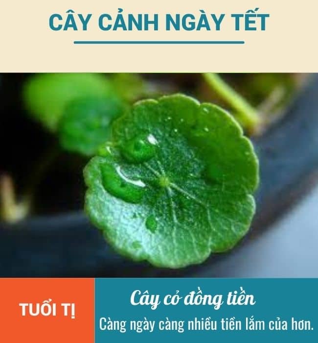 Cay canh ngay Tet cho tuoi Ti