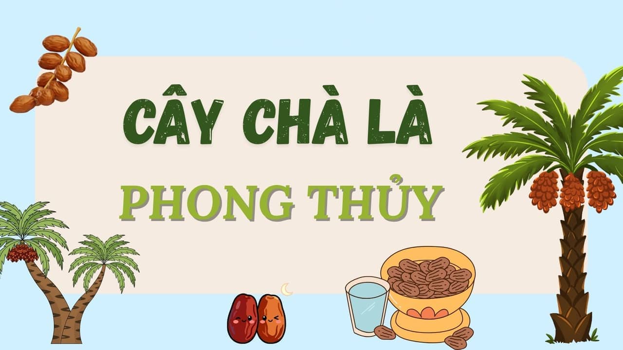 Cây chà là phong thủy có gì đặc biệt mà các đại gia săn đón