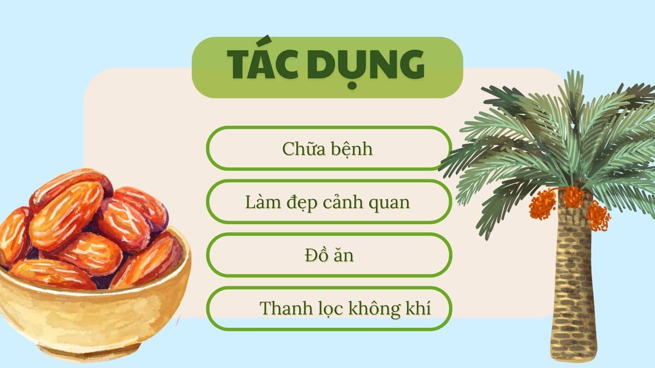 Tac dung cay cha la phong thuy