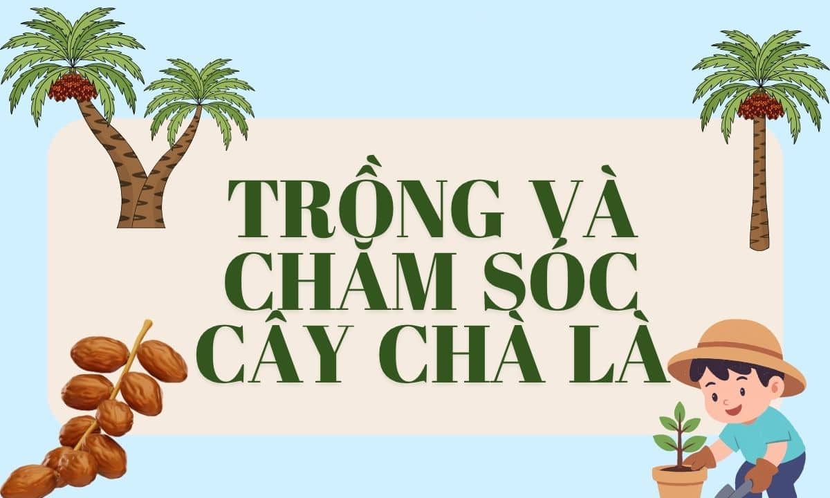Cay trong va cham soc cay cha la phong thuy