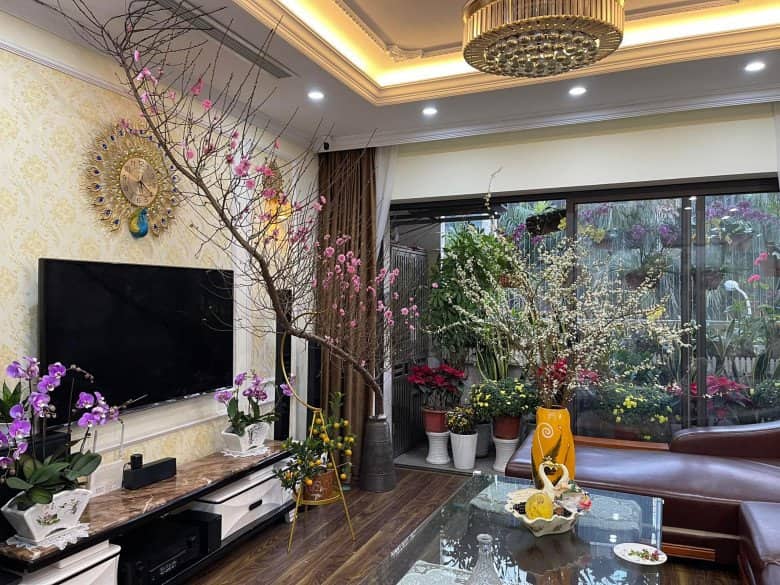 Vị trí đặt cây cảnh ngày Tết Bính Ngọ 2026 hút nhiều tài lộc nhất