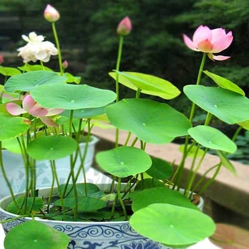 Bảo bối phong thủy cho 12 con giáp phát tài phát lộc hình ảnh 2